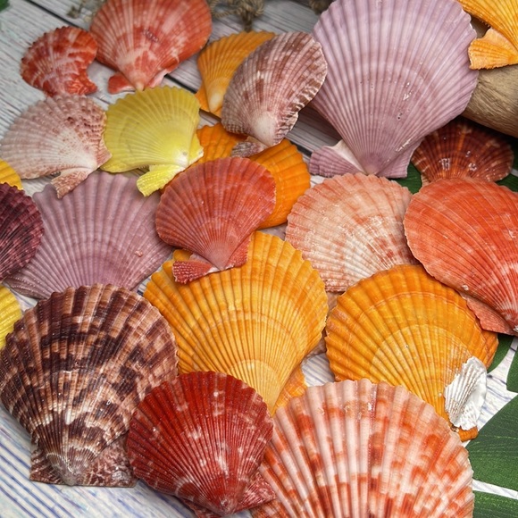 Gorgeous Lot of Colorful Unique Scallop Shells DIY Crafting Collecting Bundle - Picture 3 of 12